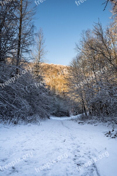 Winter Landscape Winter World Wintry Snow