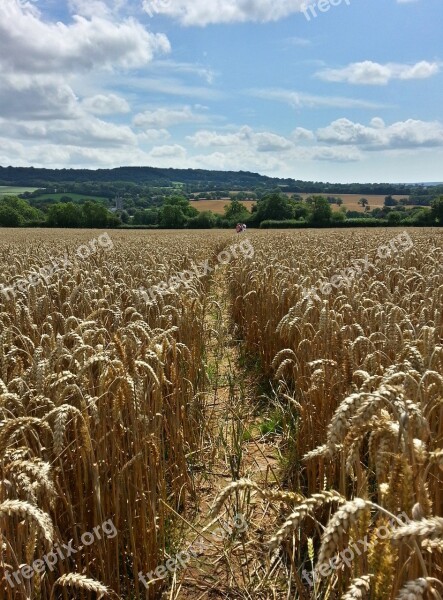 Wheat Field Harvest Wheat Field Crop