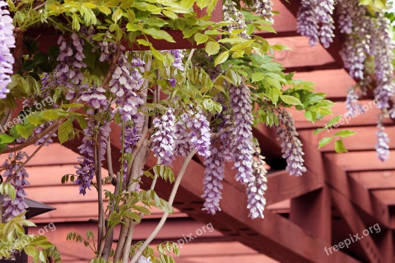 Wisteria Garden Pergola Flowers Nature