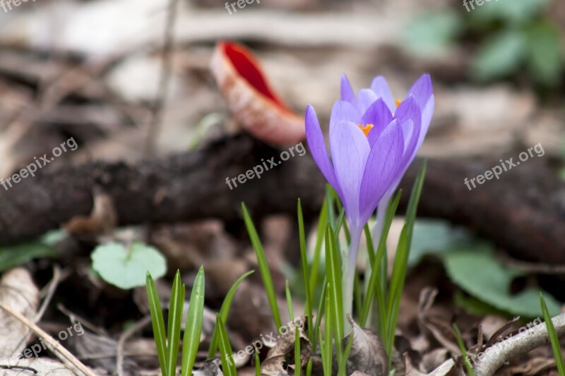 Spring Flower Purple Spring Flower Green