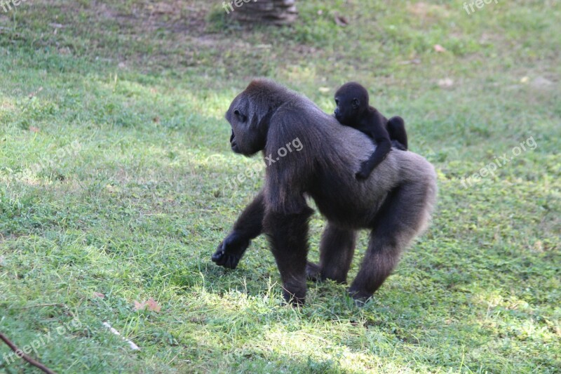 Monkeys Gorillas Animals Free Photos