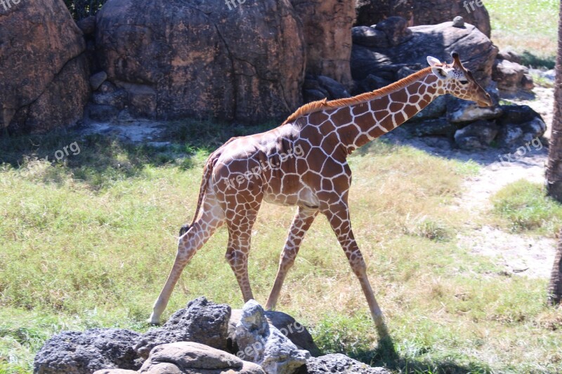 Giraffes Baby Animals Animals Free Photos