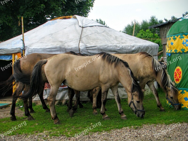 Yurt Horses Tatars Kruszyniany Islam