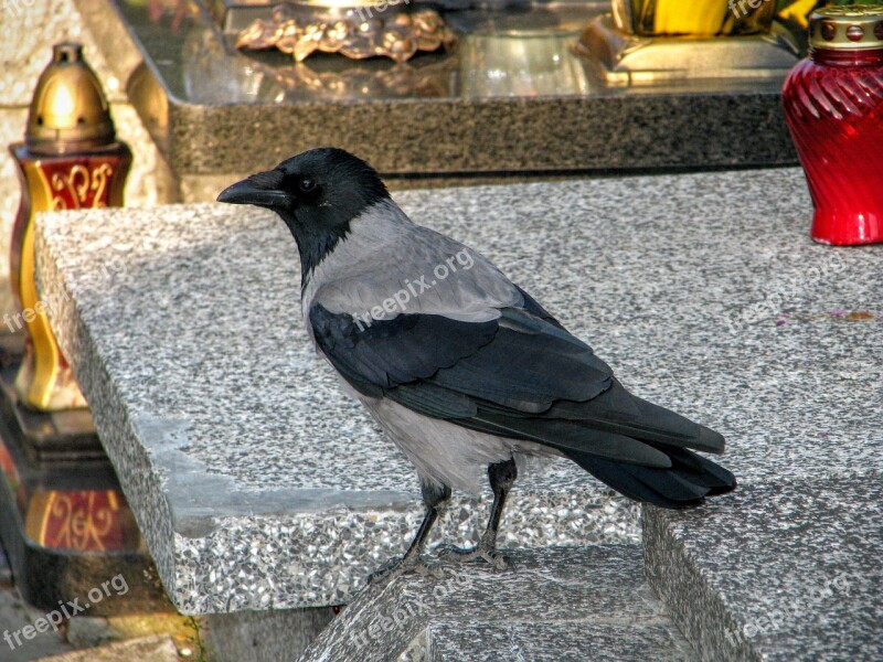 Crow The Tomb Of Cemetery Tombstone Candle