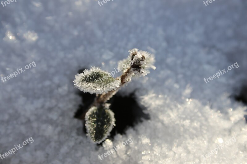 Frost Snow Winter Shot Plant