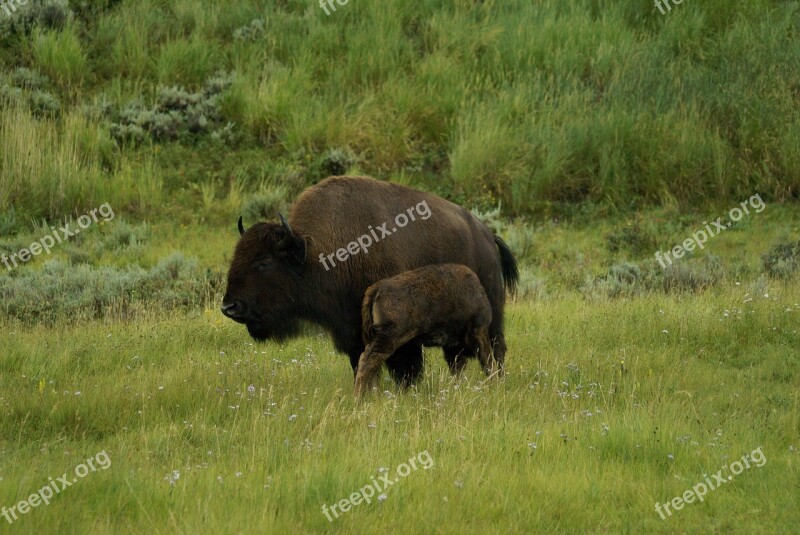 Bison Calf Yellowstone Buffalo Wildlife