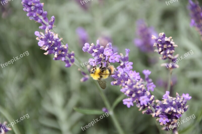 Lavander Bee Flowers Insect Nature