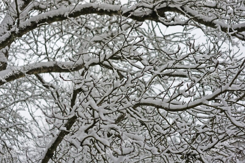 Branches Tree Winter Snow Nature