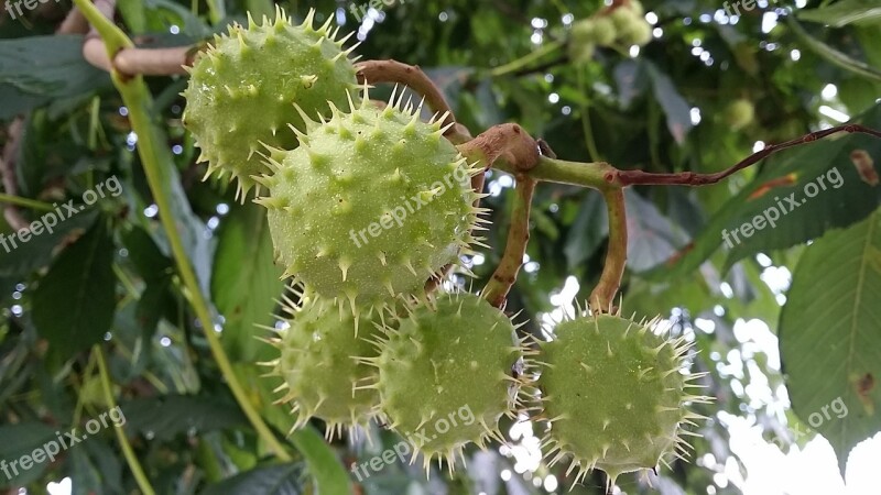 Chestnut Green Chestnut Tree Chestnut Leaves Tree