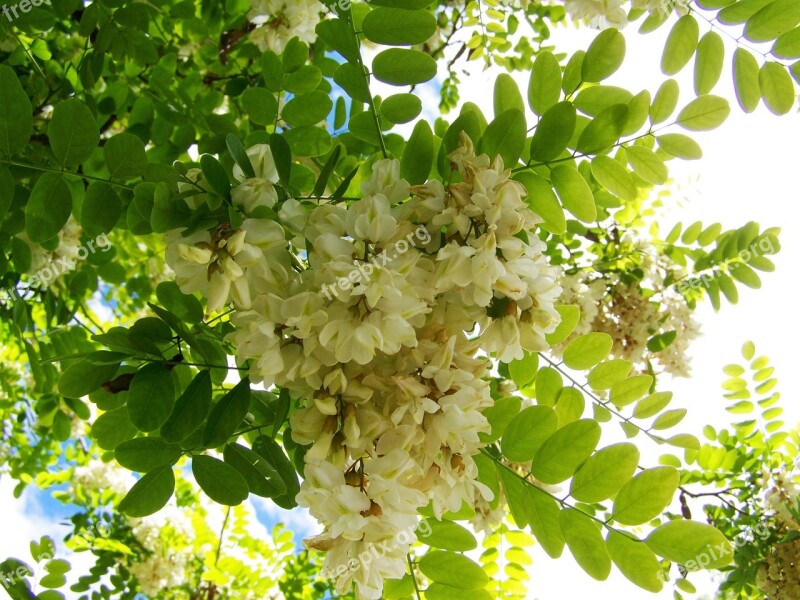 Acacia Blossom White Flower Spring Free Photos