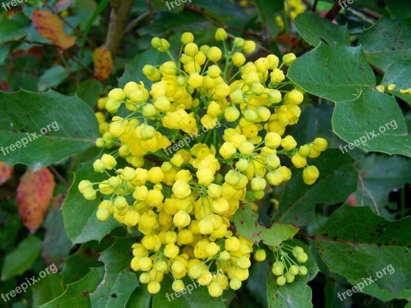 Mahonia Flower Yellow Flower Spring Free Photos