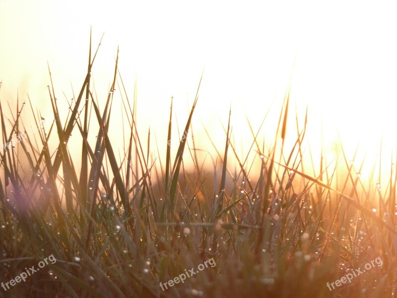 Grass Morning Dew Raindrops Free Photos