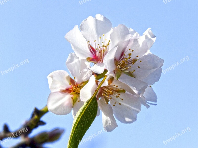 Almond Flower Almond Tree Flowery Bloom Free Photos