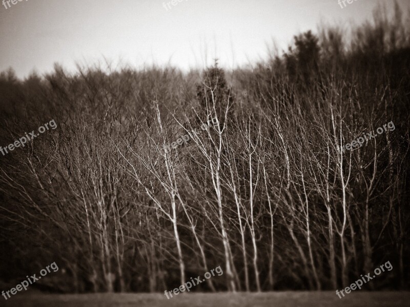 Forest Trees Nature Landscape Gloomy