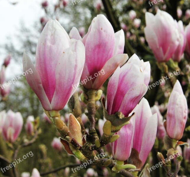 Magnolia Flower Chalice Fragrant Rose Magnoliengewaechs