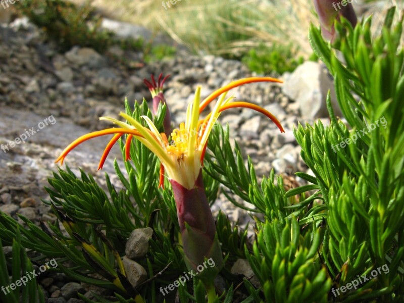 Native Chilean Wild Flora National Wildlife Higher Lircay Mountain Flower Mutisia Linearifolia