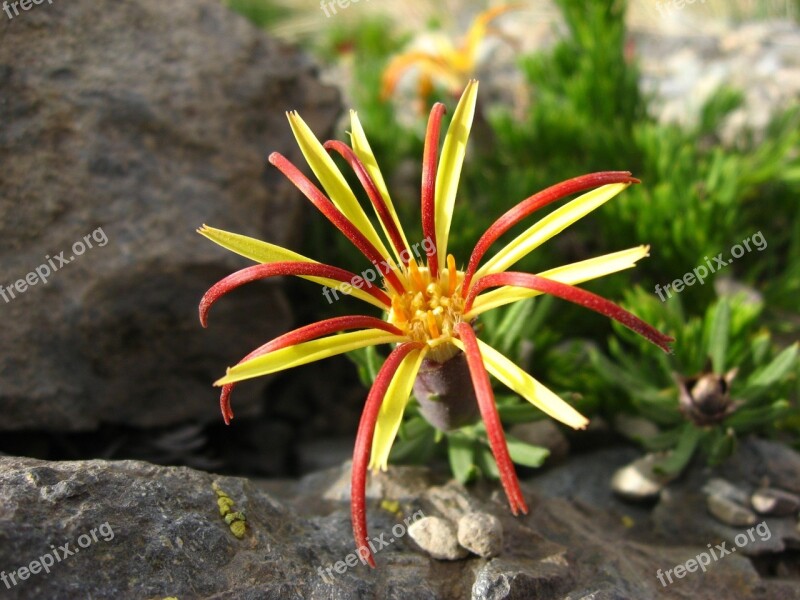 Wild Flora Native Flower Lircay Mutisia Linearifolia Carnation Field