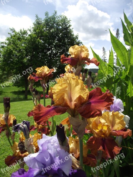 Iris Flowers Garden Bearded Iris Schwertliliengewaechs