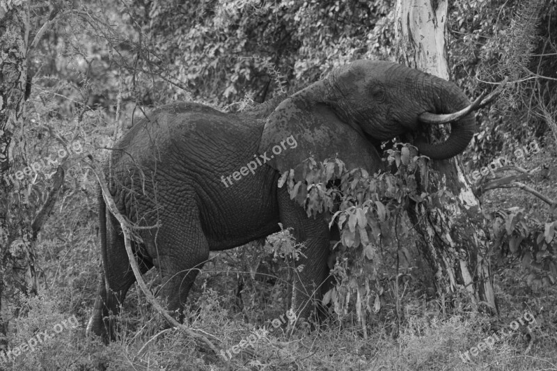 Elephant Tree Safari Africa Wild