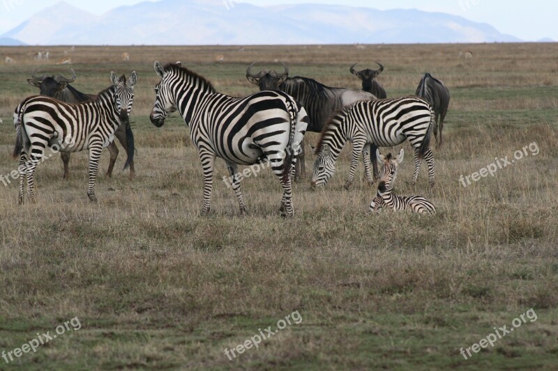 Zebra Safari Wildlife Serengetti Africa