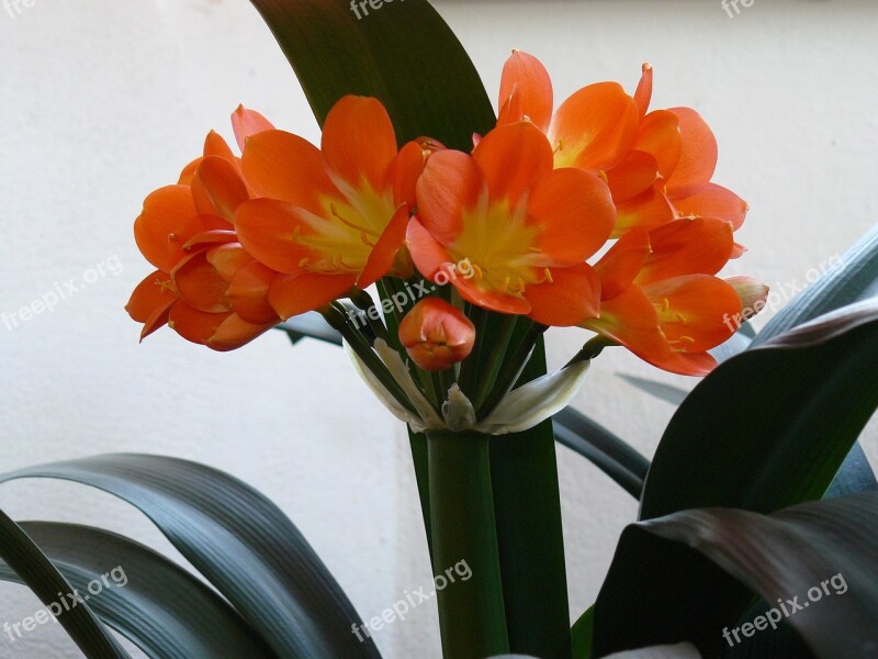 Flower Clivia Pleasure Clivia Miniata Orange