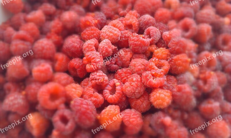 Raspberry Berry Berries Of A Raspberry Harvest Ripe