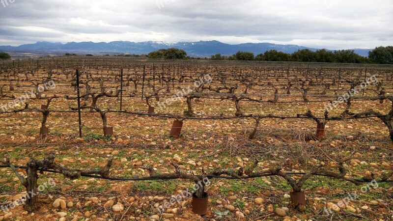 Grape Black Red Vineyard Vineyards