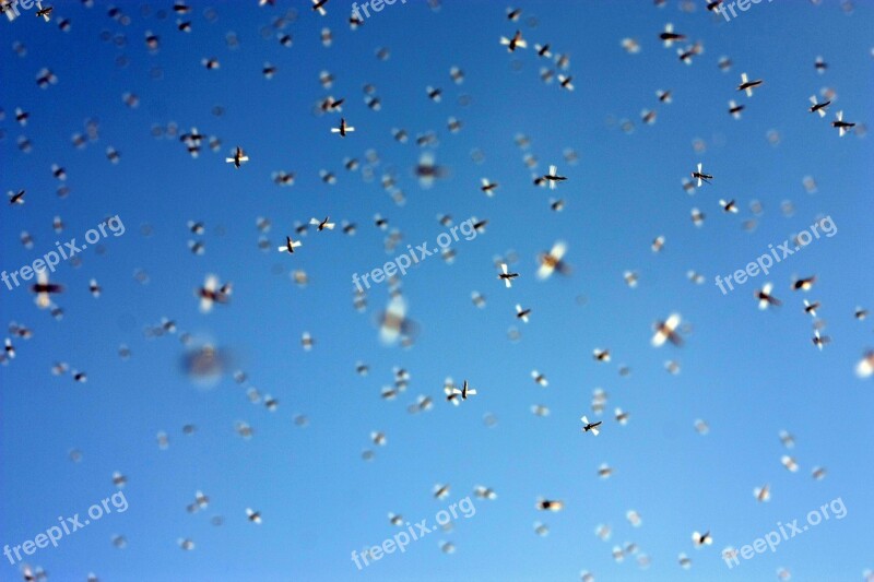 Insects Bugs Sky Swarm Flying