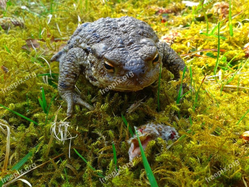 A Toad The Frog Nature Amphibian Moss