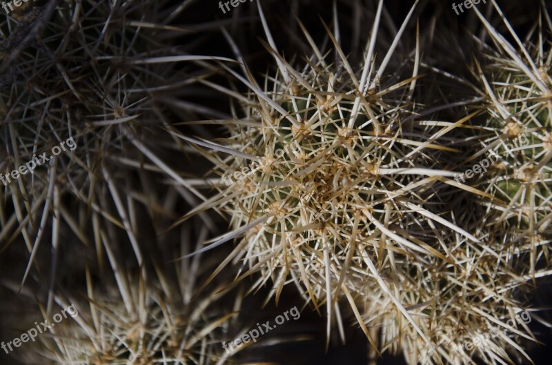 Cactus Spikes Nature Plant Desert