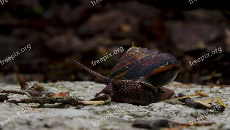 Snail Nature Slow Wildlife Small