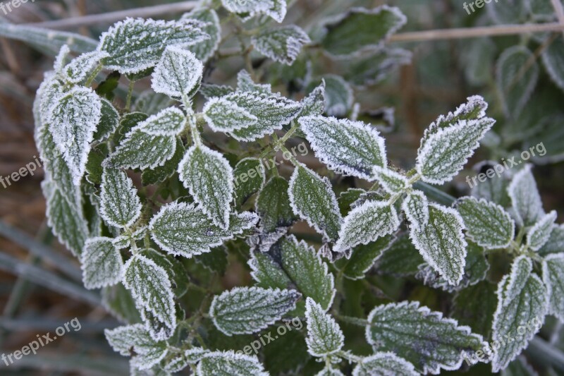 Winter Plant Flower Ice Green