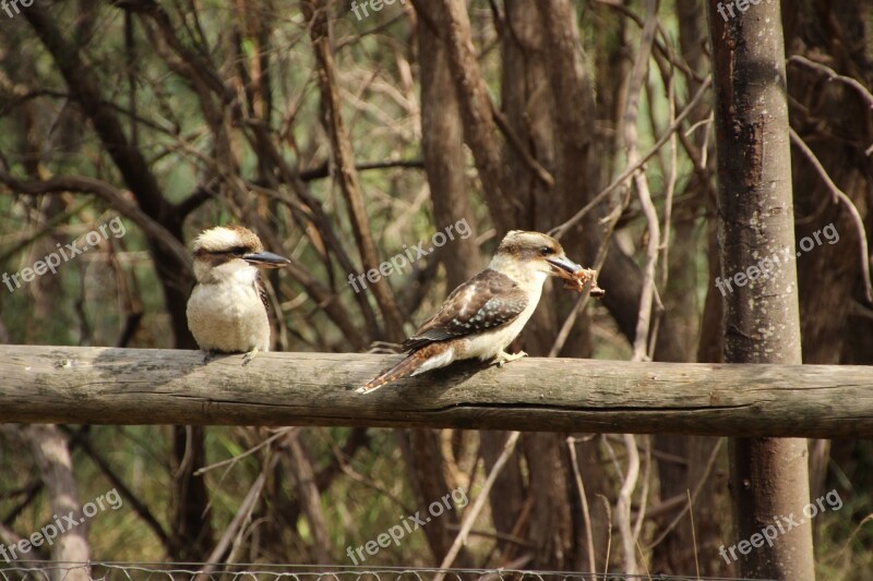 Kookaburra Australia Bird Animal Wildlife