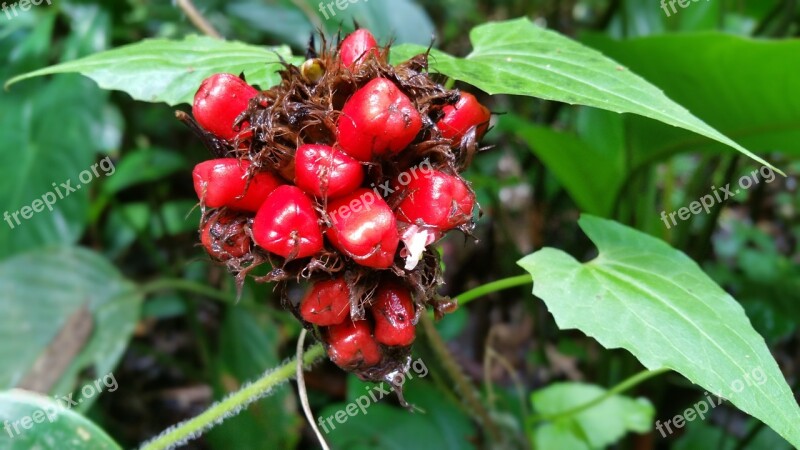 Flower Jungle Fruit Green Bloom