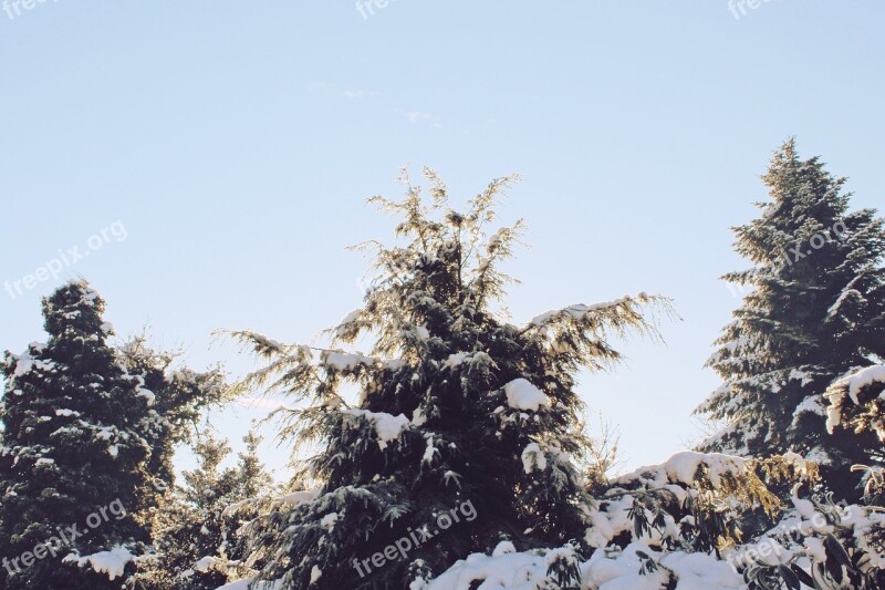 Trees Snow Winter Wintry Forest