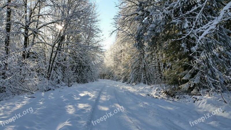 Winter Frost Snow Nature Christmas Snow