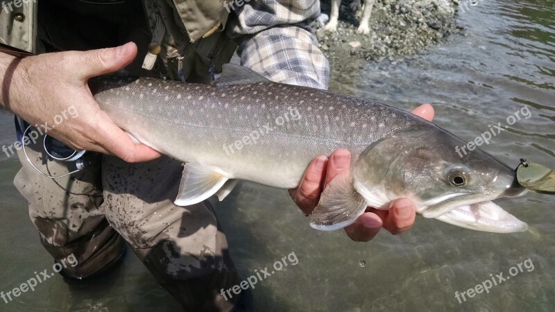 Trout Fish Angling Fishing Fresh