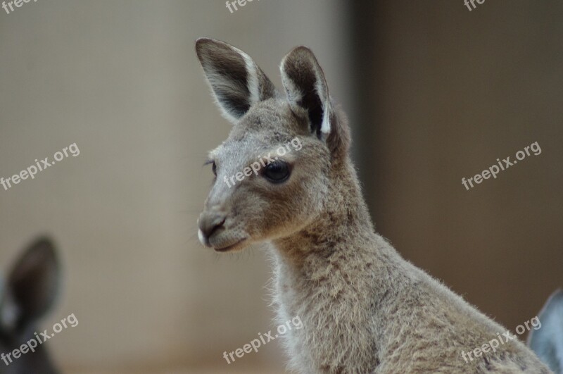 Young Kangaroo Zoo Marsupials Free Photos