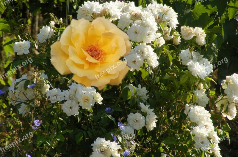 Flowers Yellow Spring Nature Yellow Flower