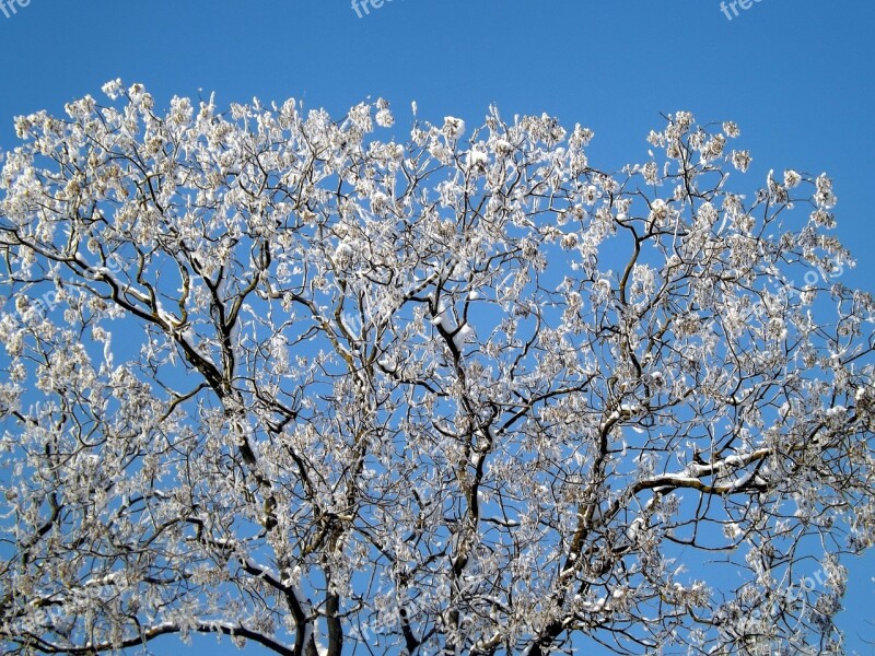 Tree Snow Frozen Top Sky