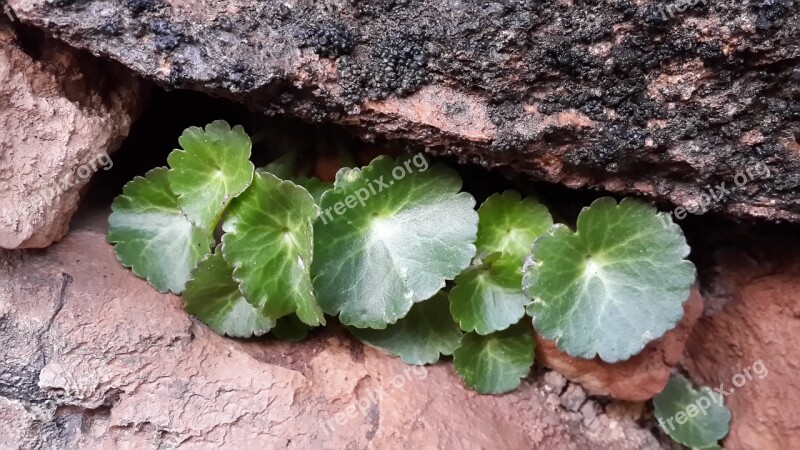 Mountains Cliffs Life Plant Stone