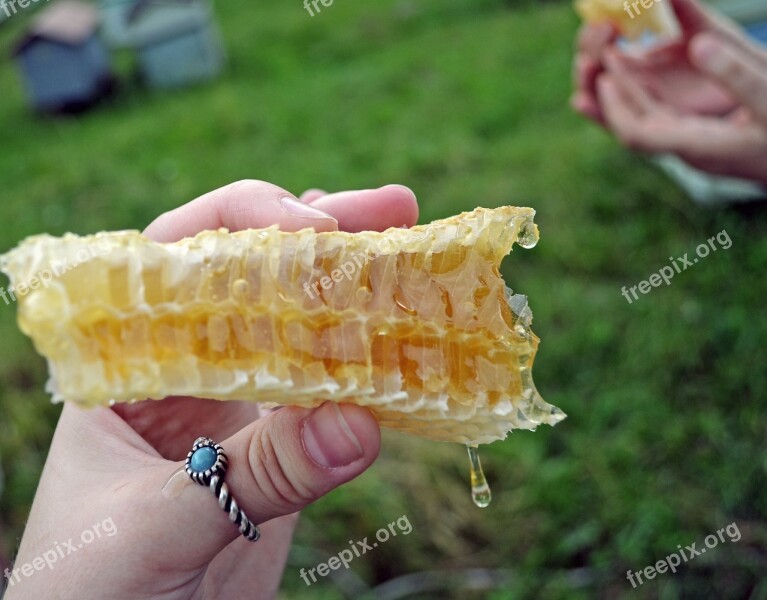 Honeycomb Honey Beekeeping Apiary Nature