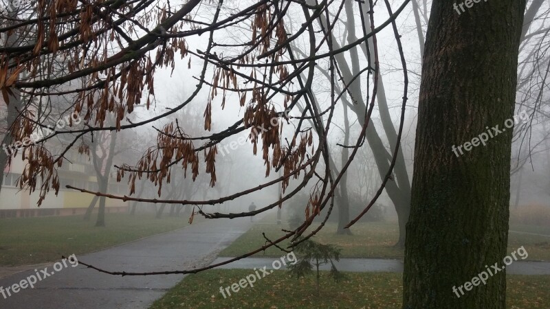 The Fog Autumn Tree Nature View