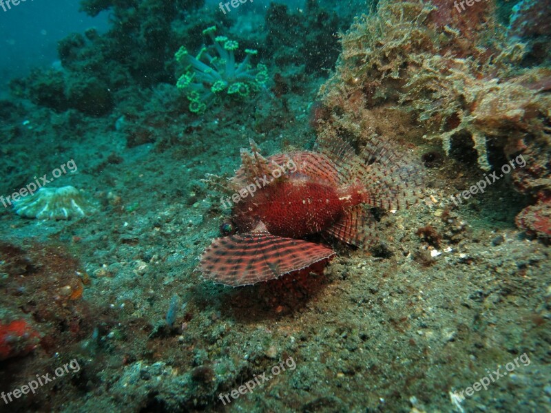 Lionfish Diving Scuba Marine Underwater