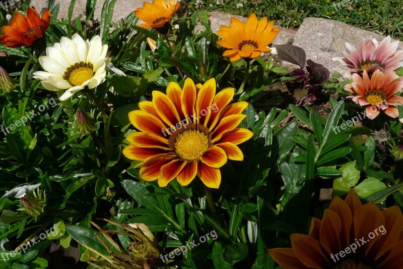 Gazania Flowers Gazania Rigens Orange Summer