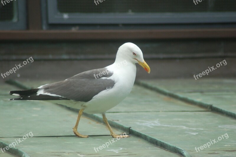 Seagull Walkway Bird City The Streets