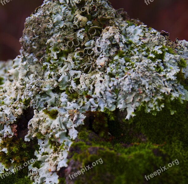 Lichen Moss Nature Growth Plant Texture