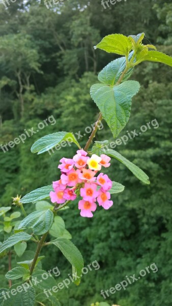 Lantana Camara Flower Plant Big-sage Tickberry