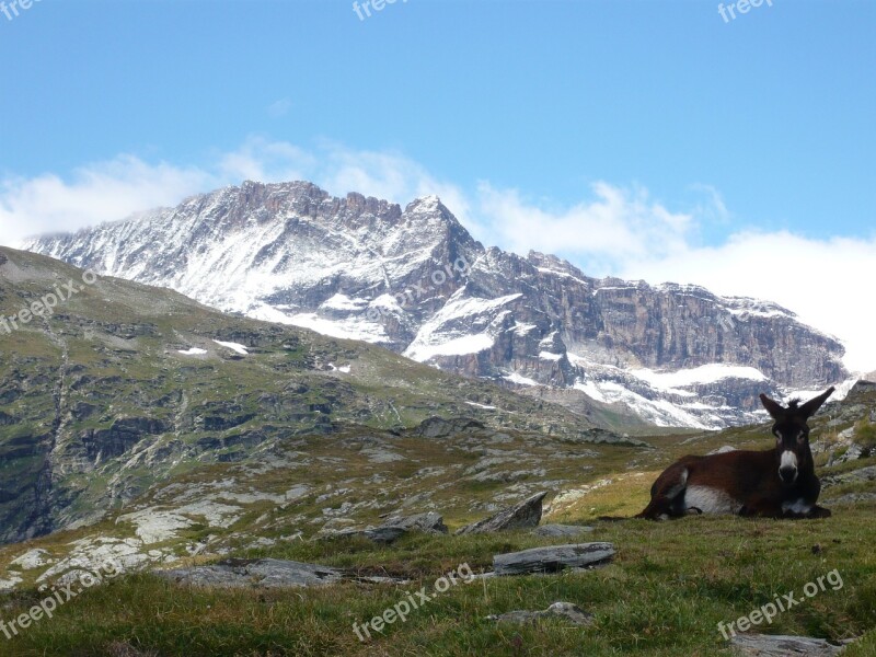 Savoie White Lake Donkey Free Photos