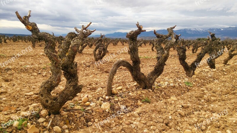 Fuenmayor La Rioja Spain Rioja Grape